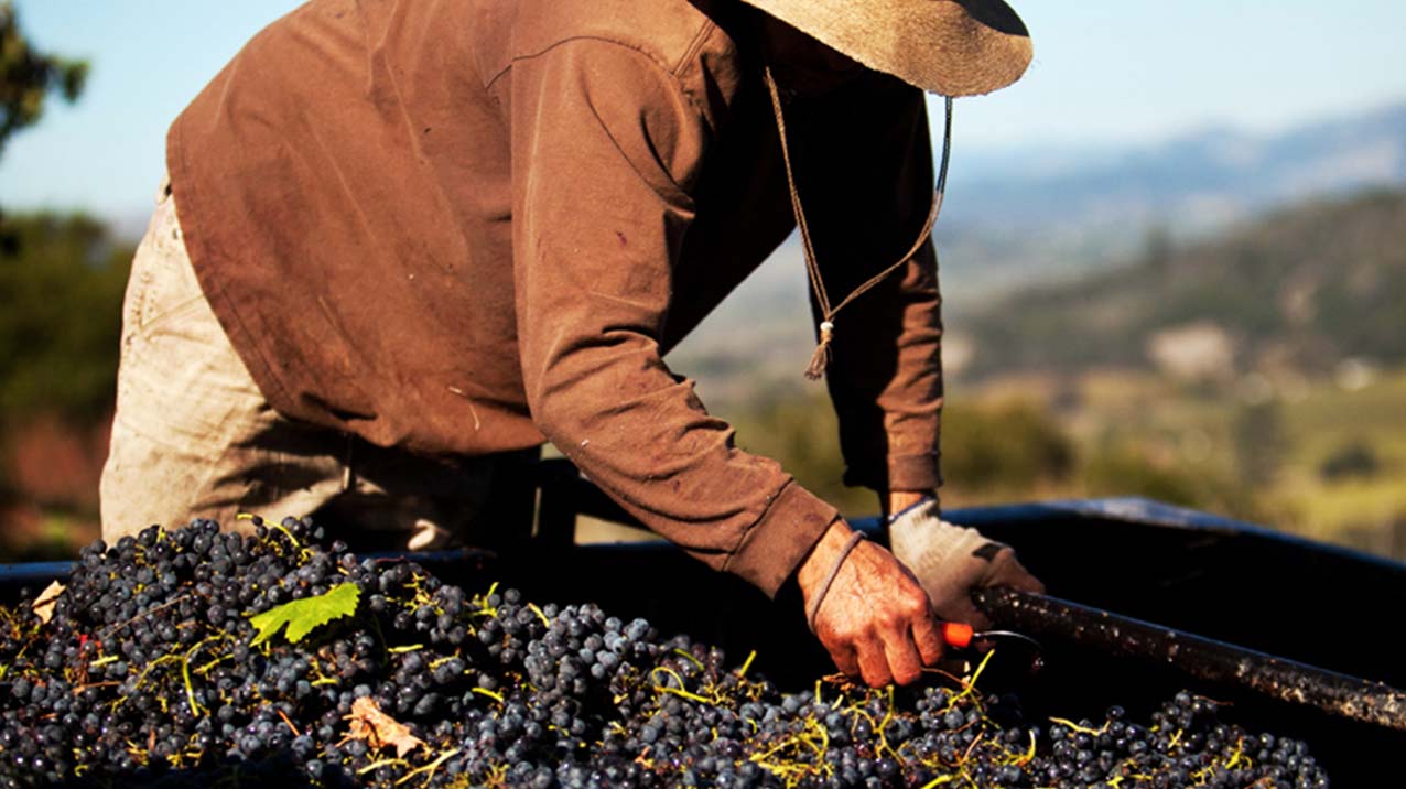 A man in a hat bends over a large bin of red wine grapes with blue sky, mountains and vineyards in the background