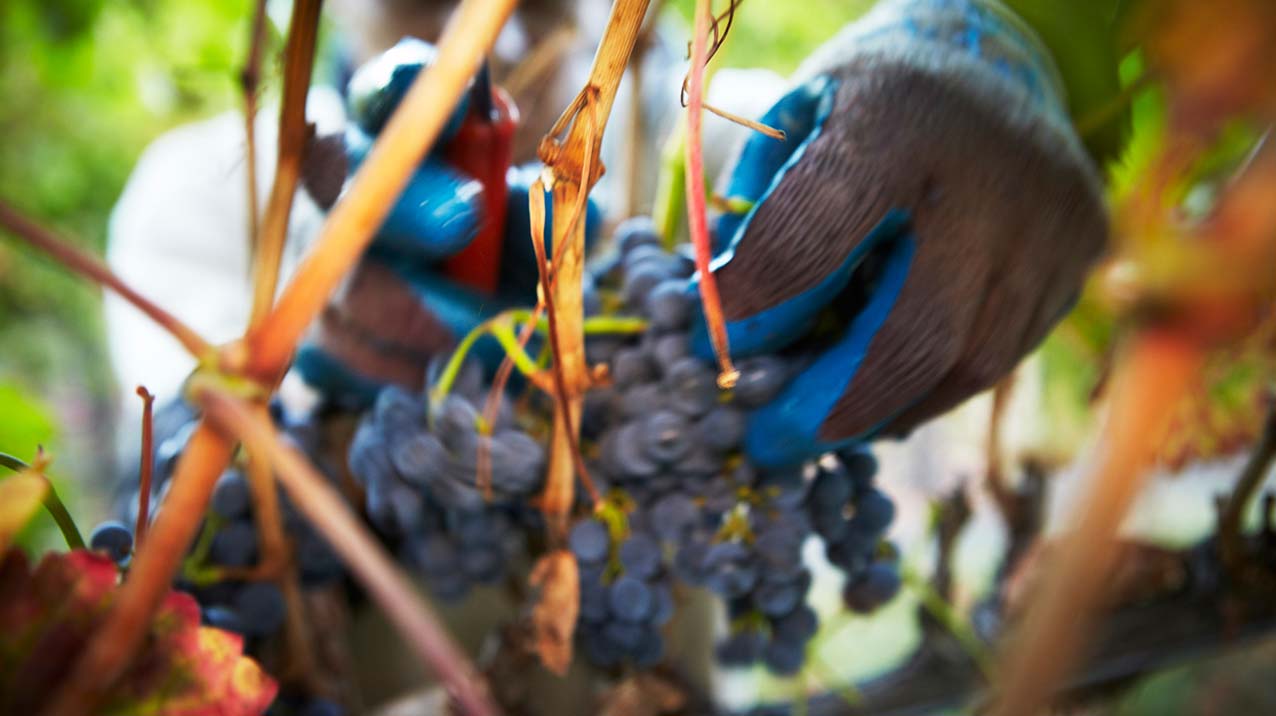 Gloved hands use a knife to harvest red wine grapes off a vine during harvest