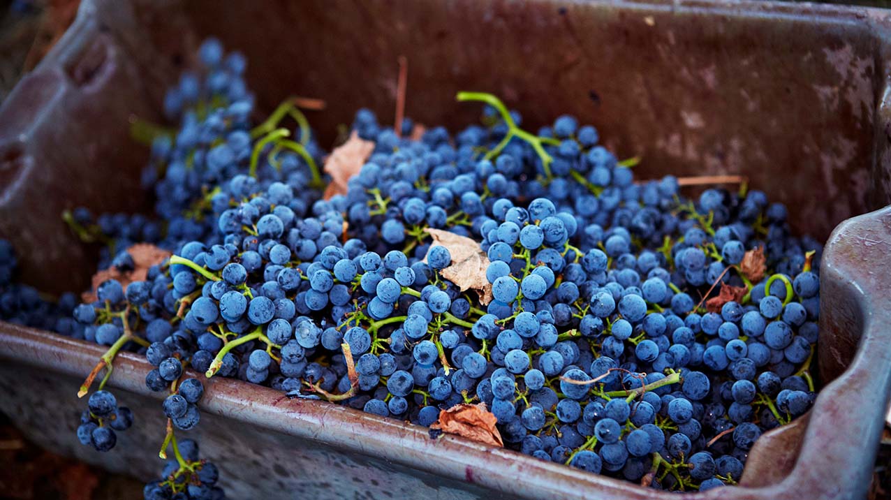 A well used old bin filled with red wine grapes and leaves