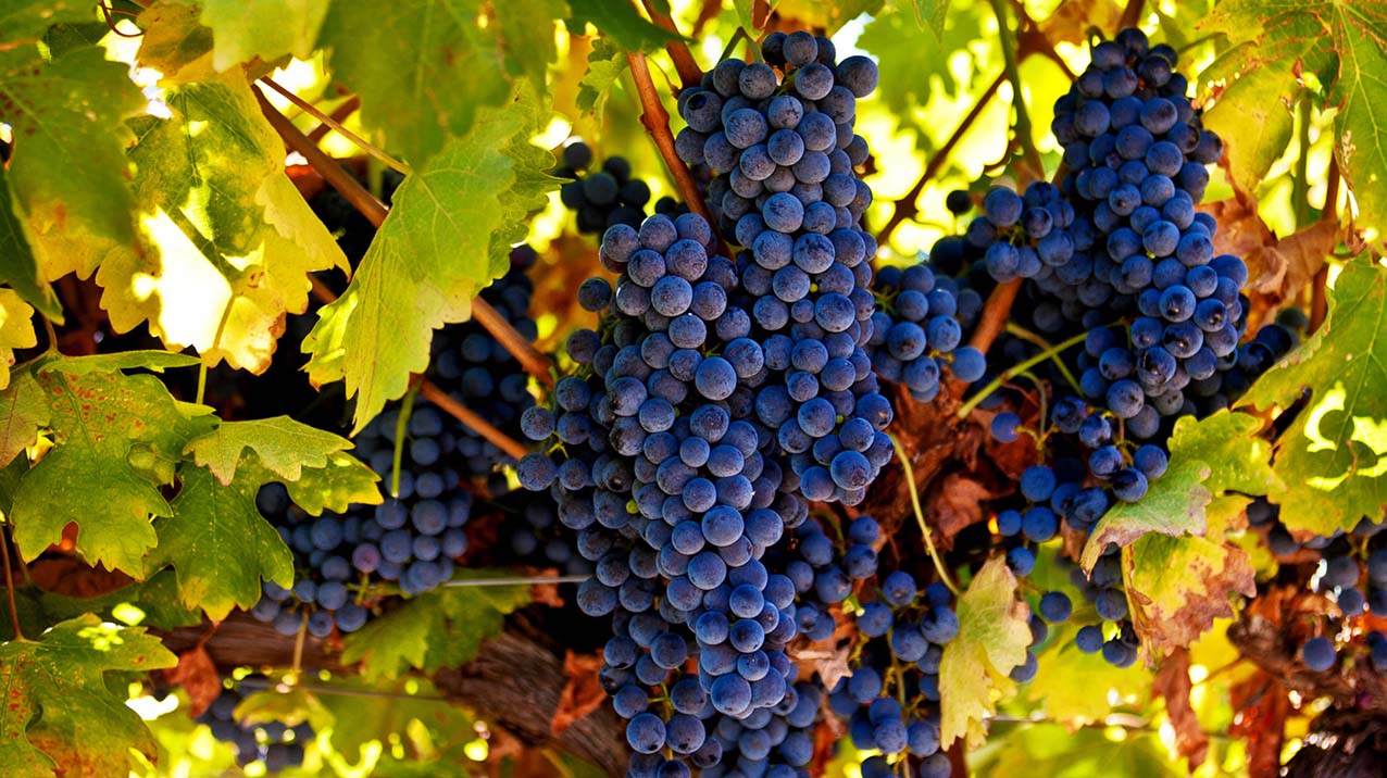 Clusters of red wine grapes hang from vines surrounded by light green leaves with sunlight coming through