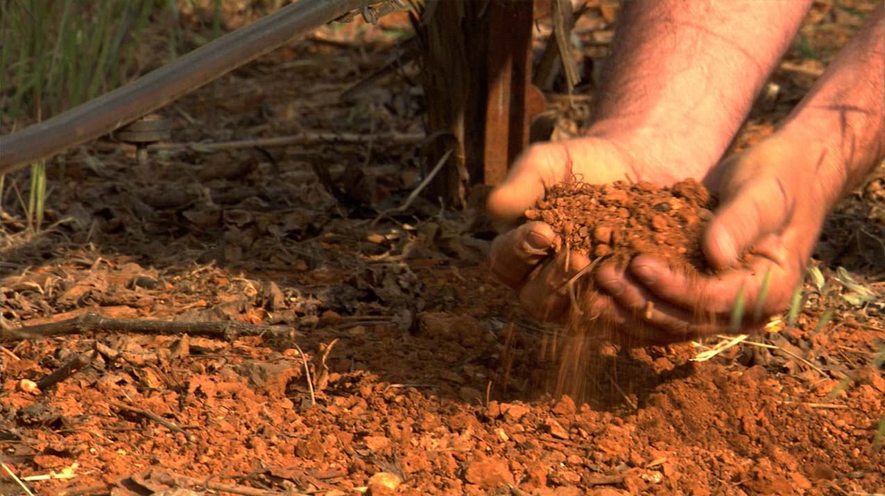 A pair of hands holds up a pile of rocky red dirt in the middle of a vineyard