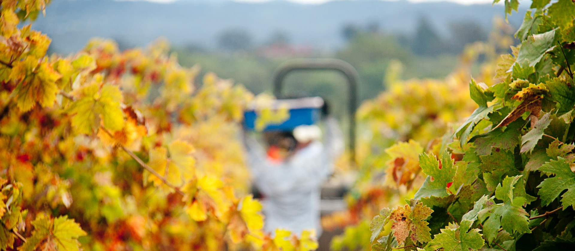 Worker in vineyard in fall