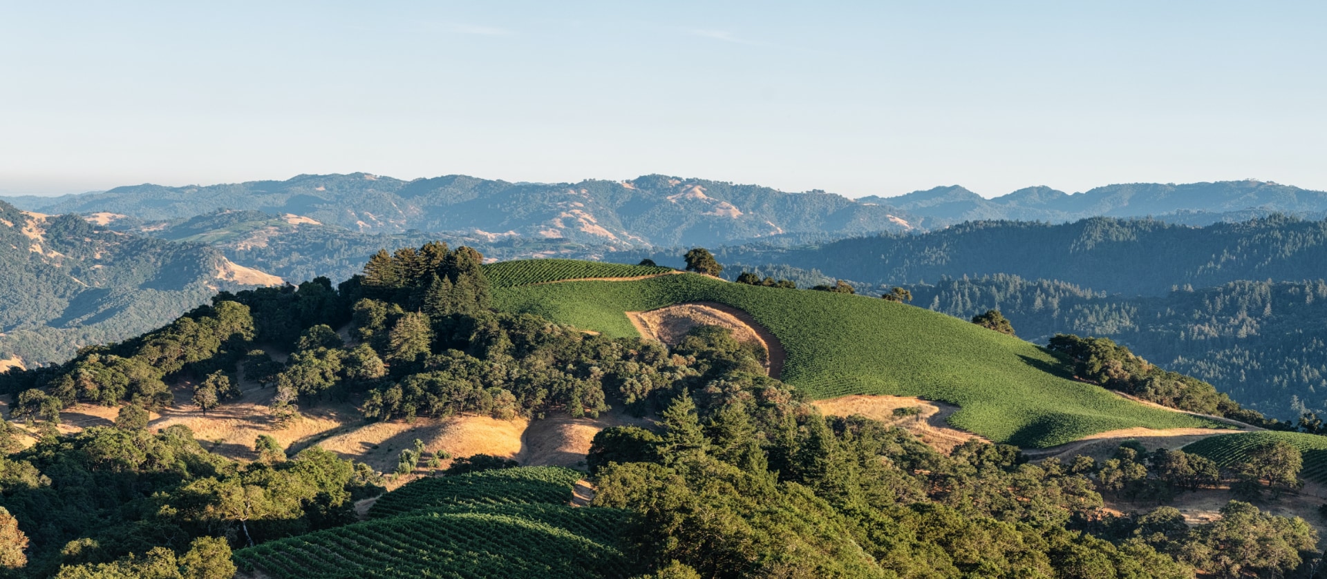 Panoramic view of vineyard