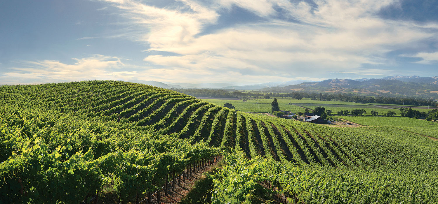 Rodney Strong Alexander Crown Vineyard