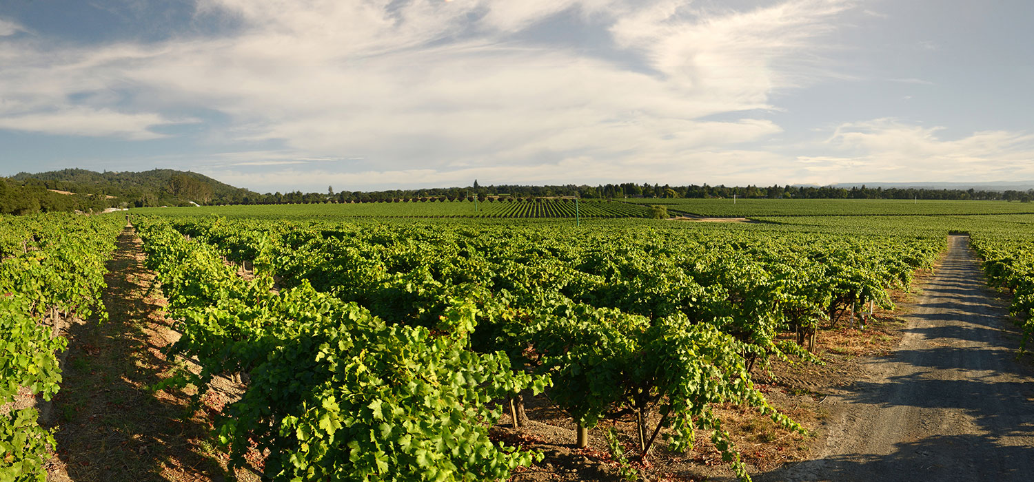 Vast, lush green vineyards with a dirt road and blue skies