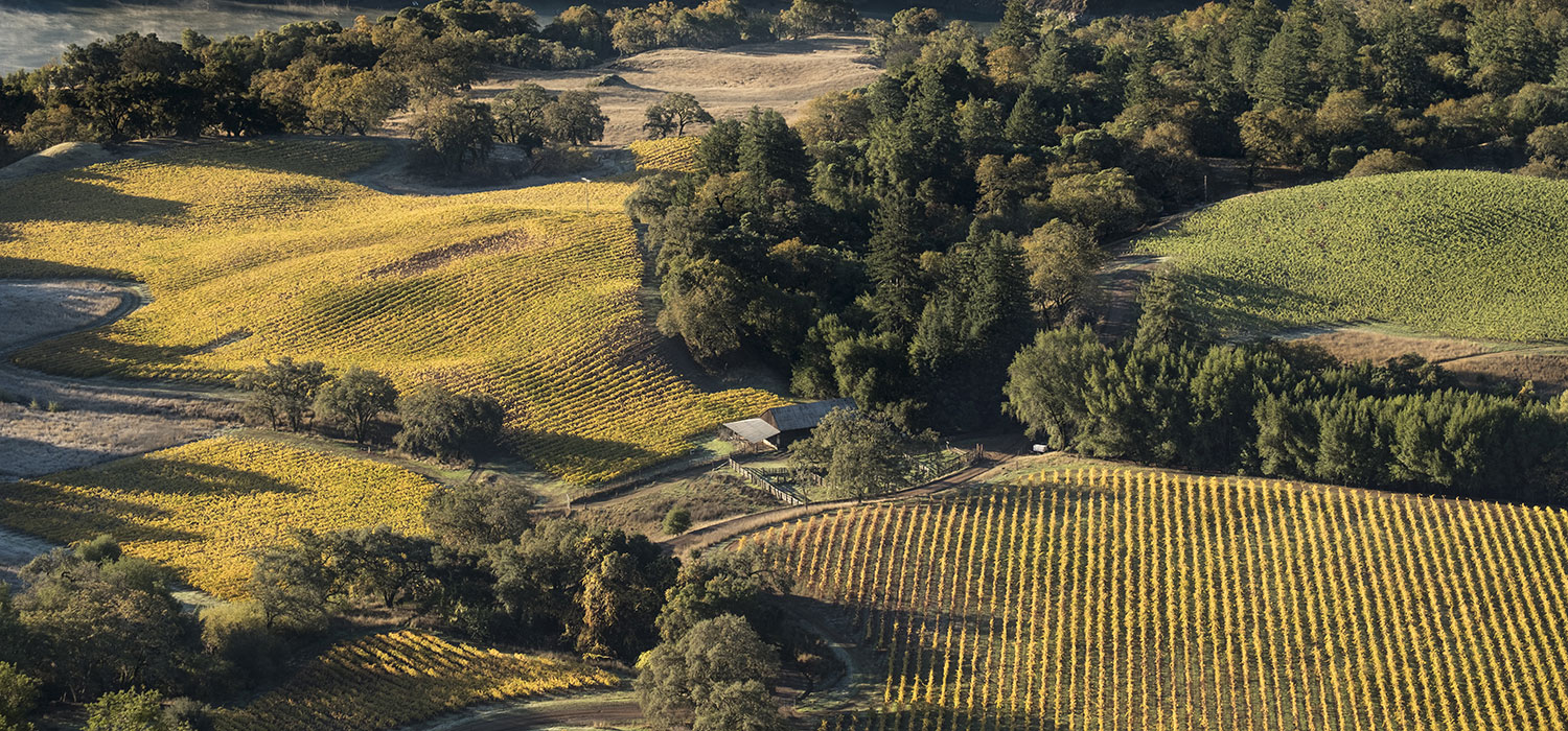 Rolling vineyards and lush green trees in afternoon light