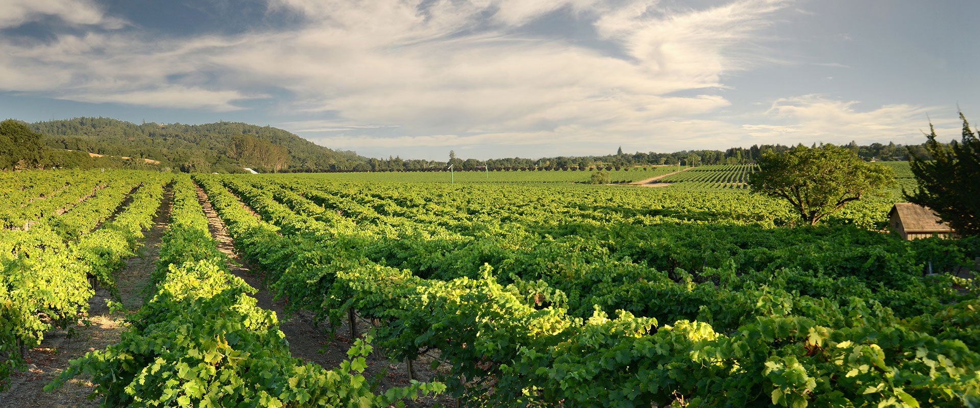 Vast view of lush bright green vineyards against a light blue sky with clouds