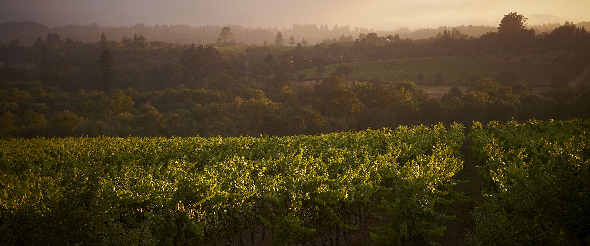 Lush green vineyards at sunset with trees, hills and mountains in the background in a soft warm light