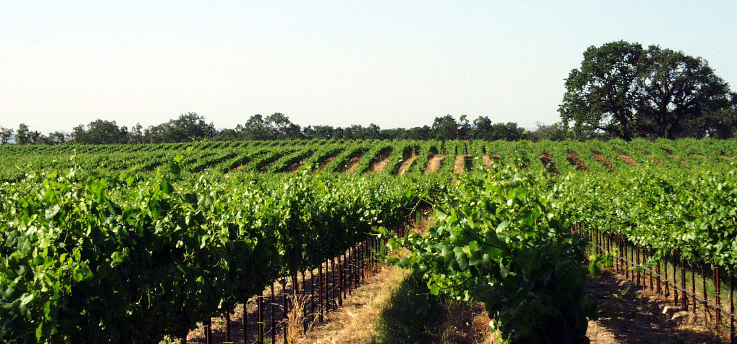 Dark green rows of lush vines with dark green trees in the distance