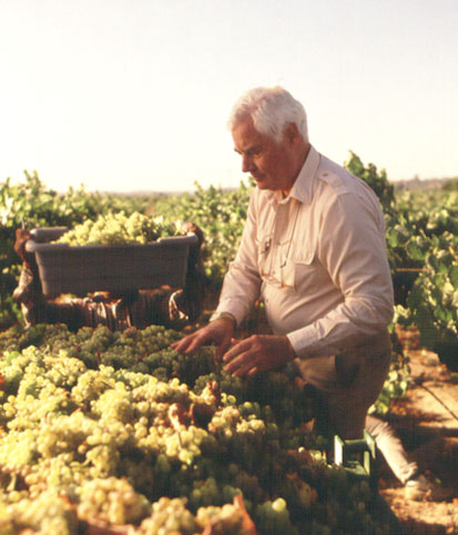 Rod Strong stands over a bin of recently harvest white wine grapes evaluating them in the middle of a vineyard in the afternoon