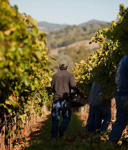 The back of a man in a hat walking down a row of vines during harvest holding a bin of grapes