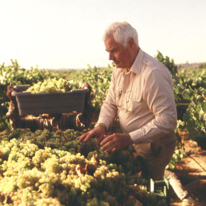 Rod Strong stands over a bin of recently harvest white wine grapes evaluating them in the middle of a vineyard in the afternoon