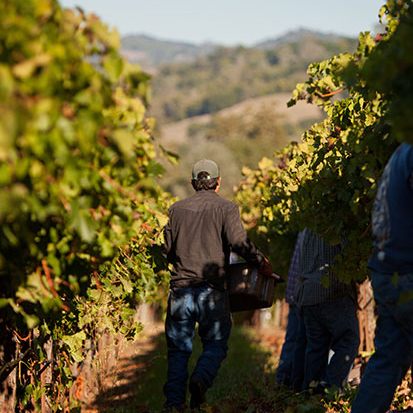 The back of a man in a hat walking down a row of vines during harvest holding a bin of grapes