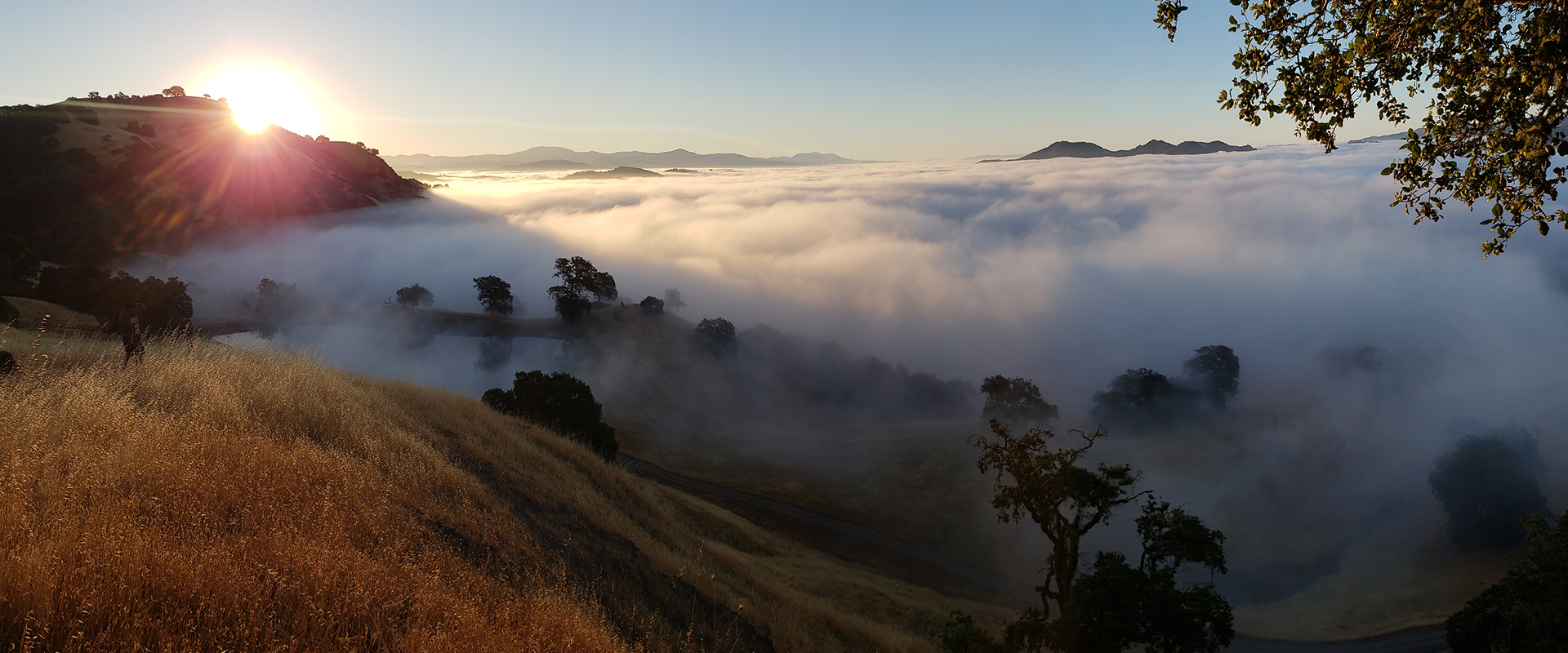 Fog rolling into a vineyard at sunrise with hills, treetops and brown grass.