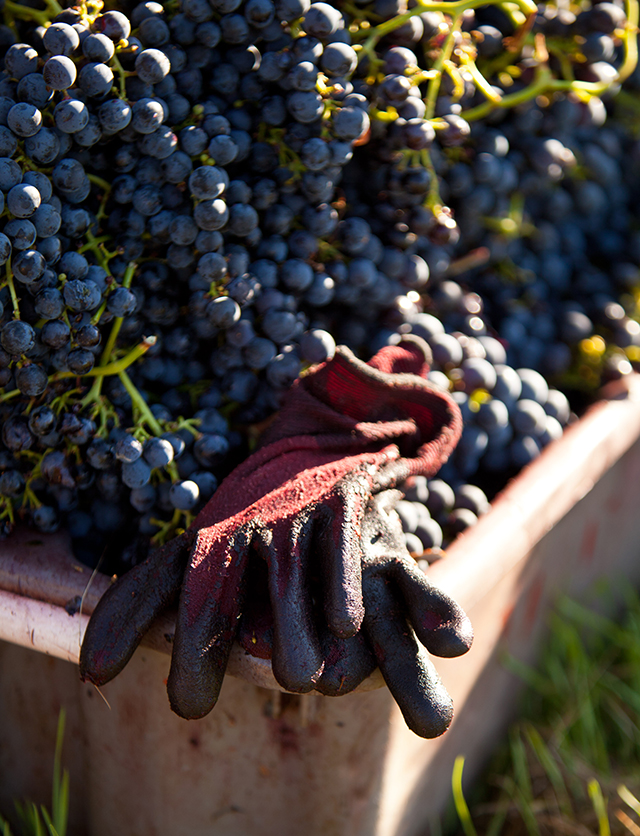 A set of gloves rests on the corner of a bin overflowing with freshly picked grapes.