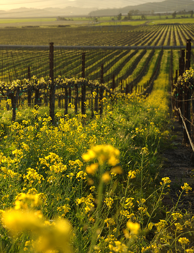 A green vineyard at sunset with bright yellow flowers shown in between the rows.