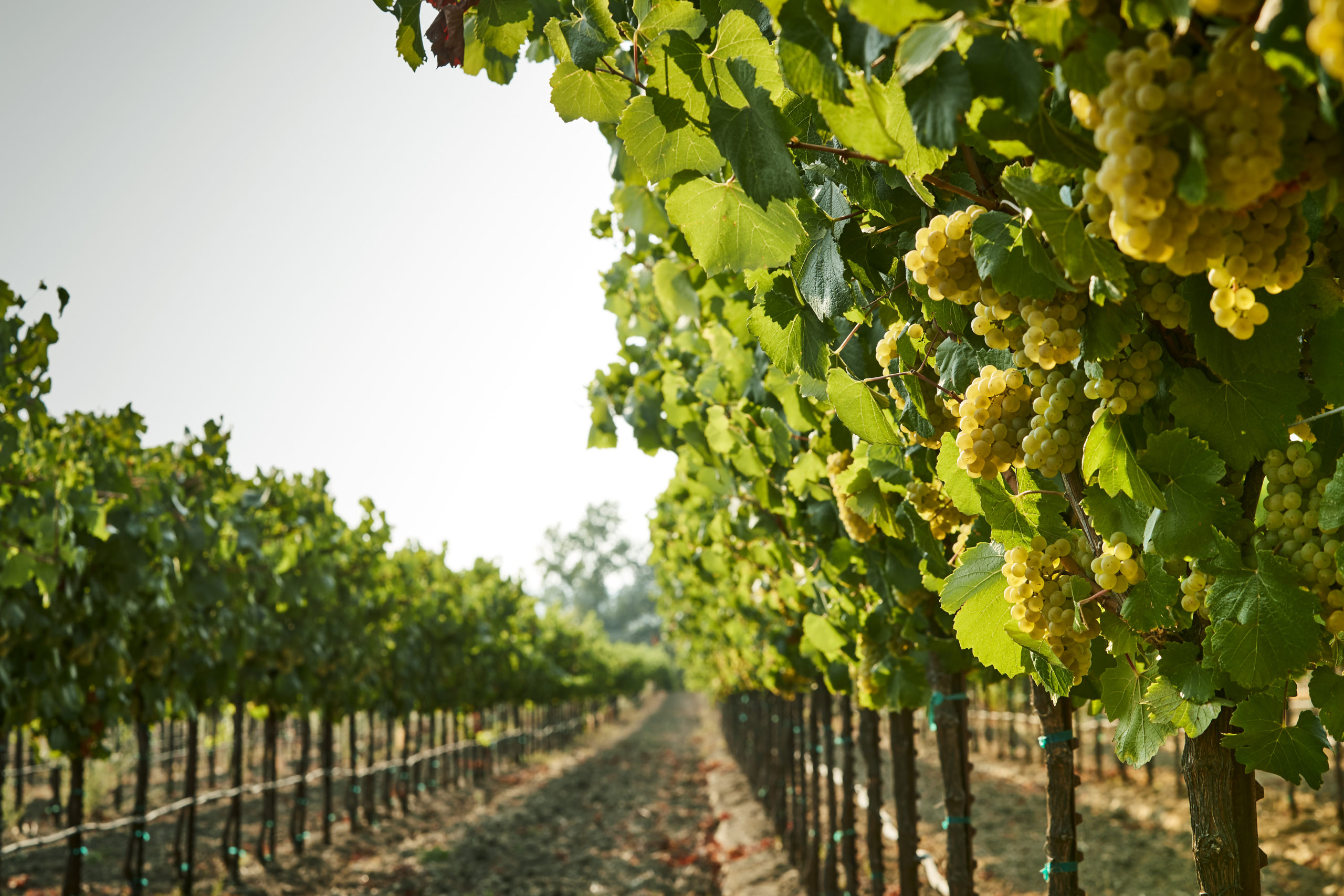 A long row of lush green vines with bright green leaves and plump, yellow grape clusters