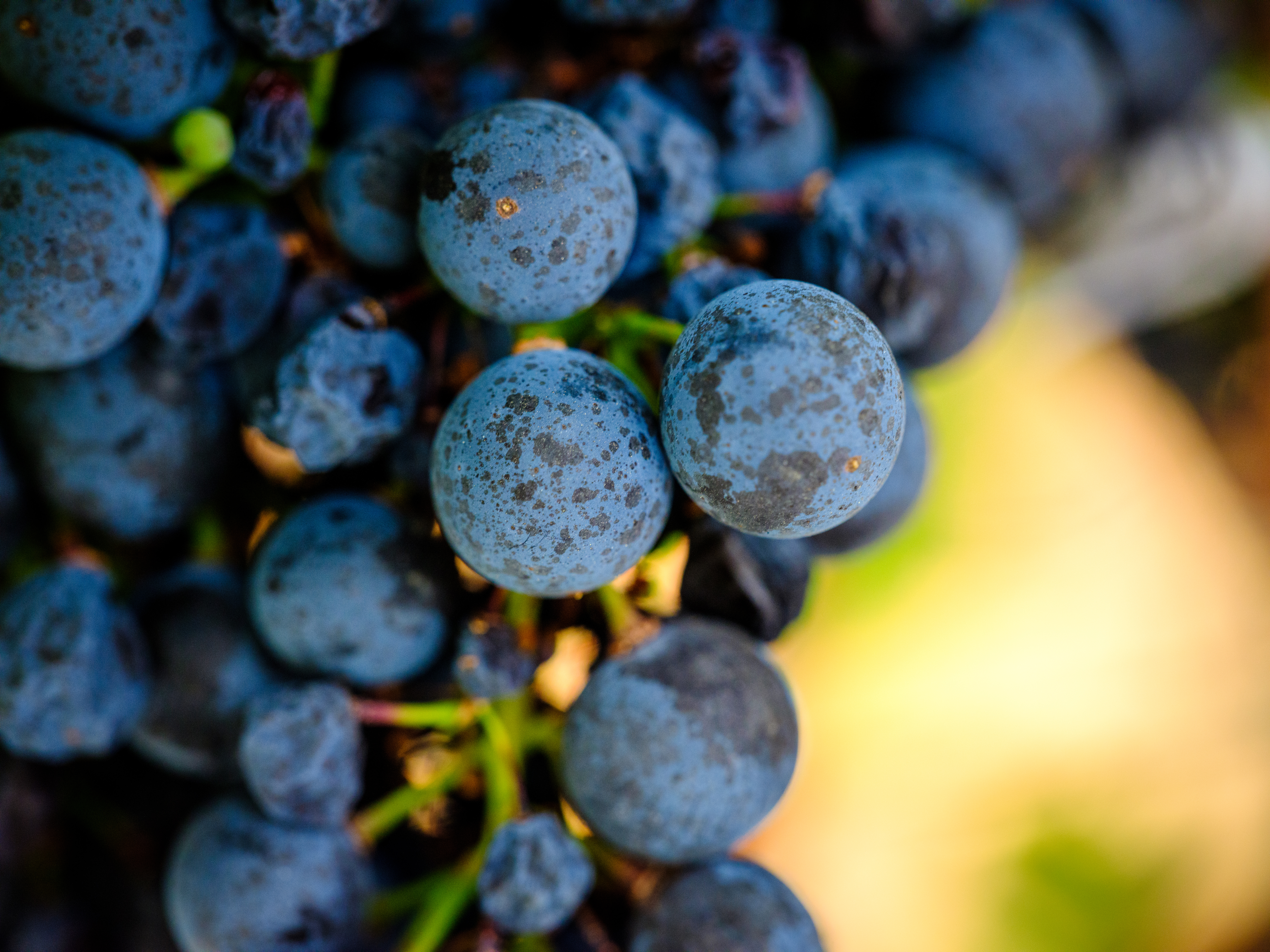 Closeup of zinfandel grapes