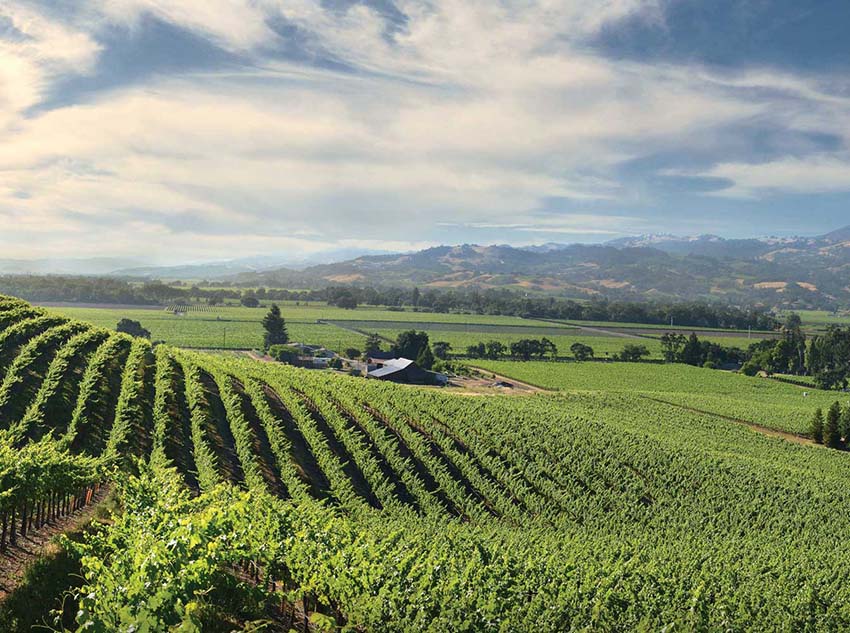 Panoramic view of Crown vineyard