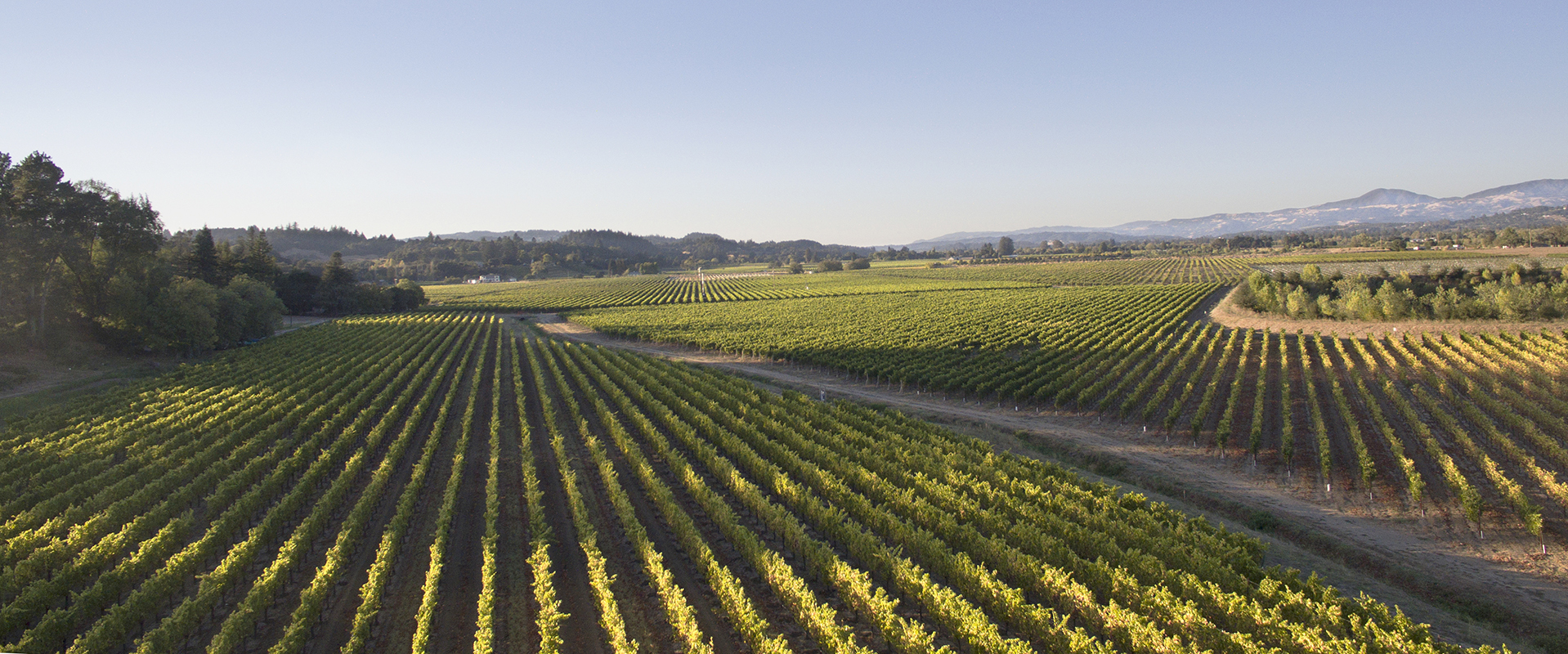 Aerial photo of Rodney Strong vineyards