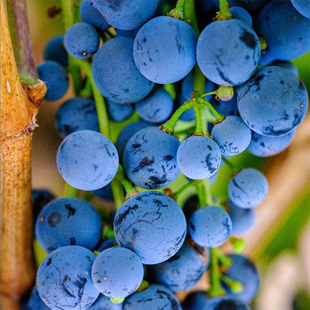 Closeup of cabernet grapes