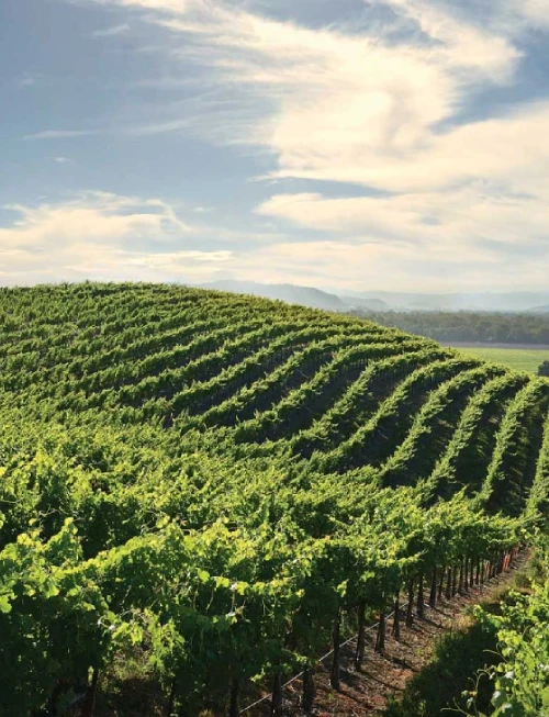 Blue skies over the vineyards