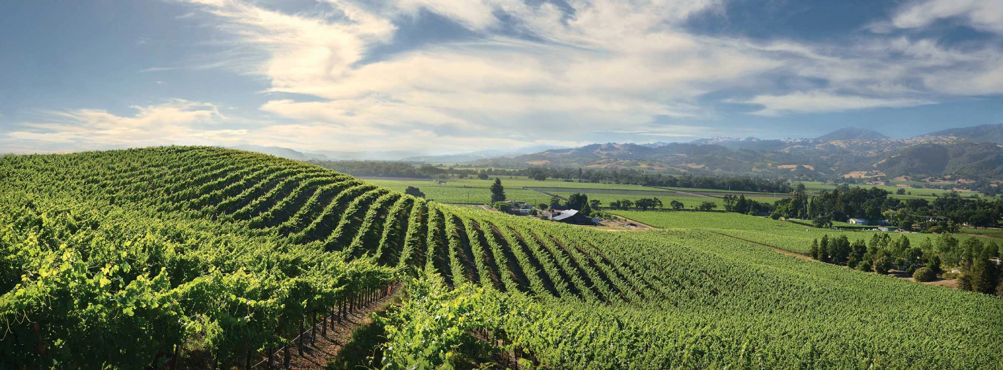 Blue skies over the vineyards