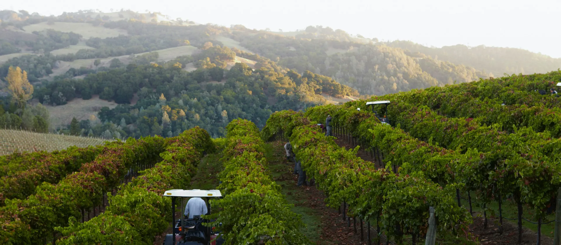 Workers in vineyard with hills in background