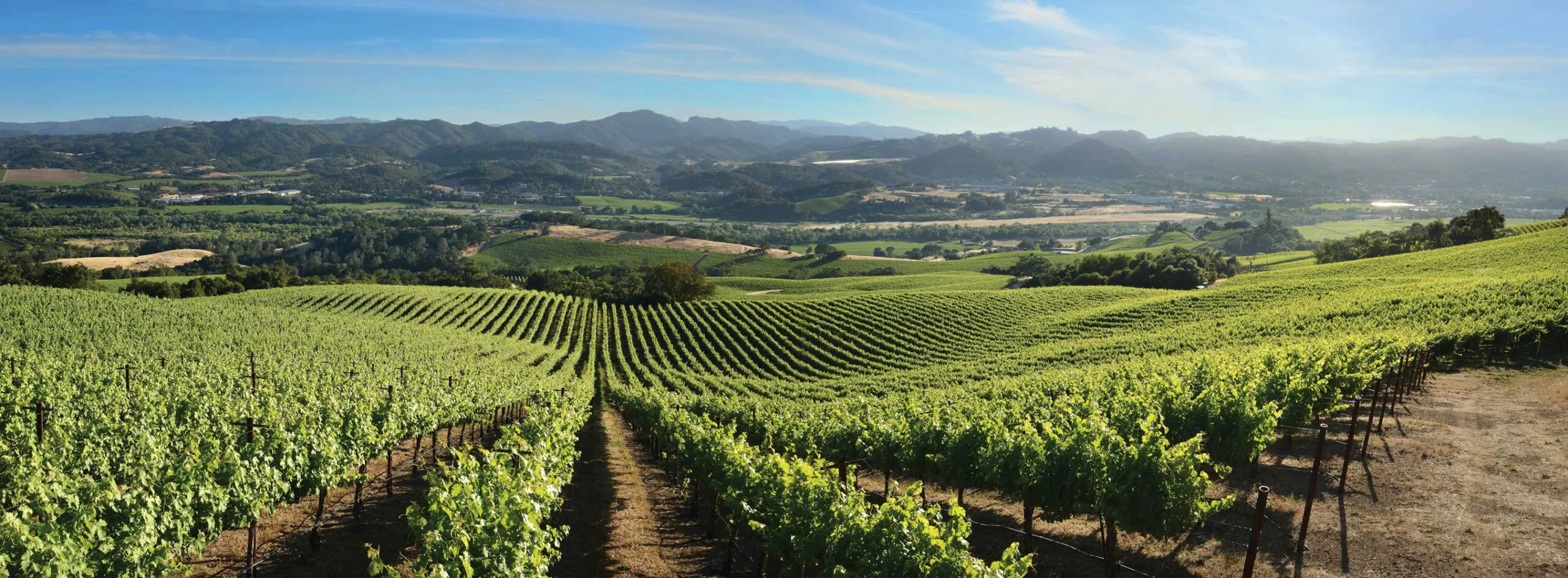 Brothers Vineyard in Northern Alexander Valley