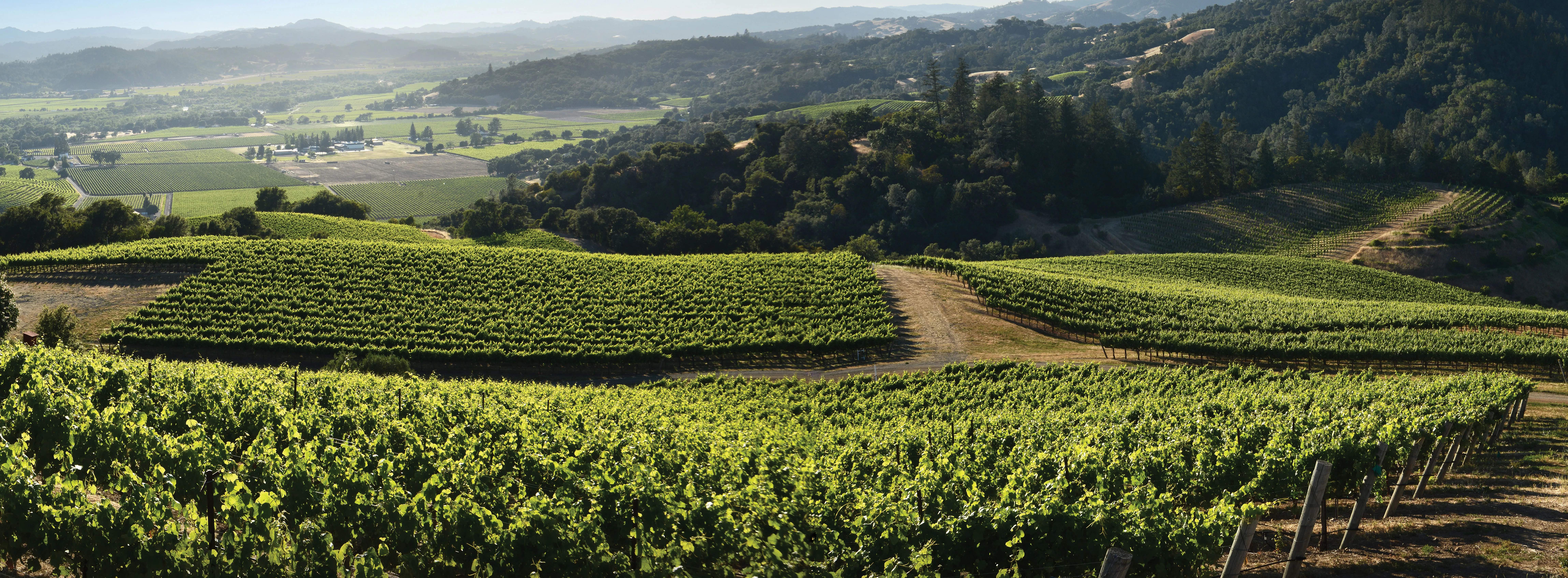 Rockaway Vineyard in Middle Alexander Valley