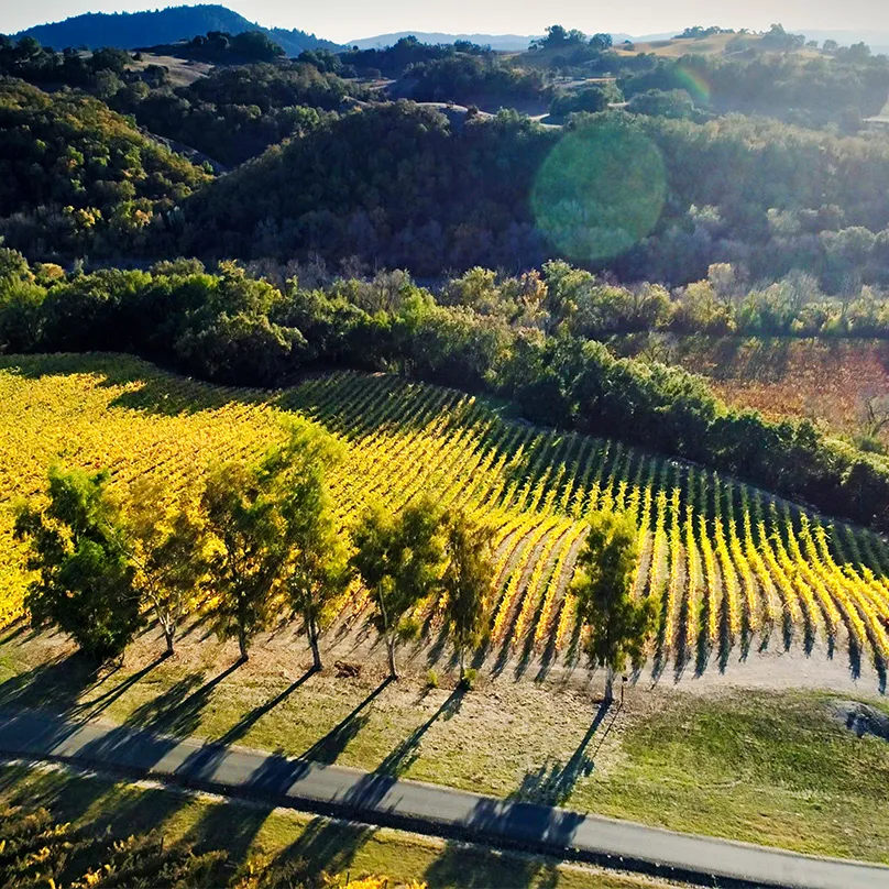 Charlotte Vineyard Aerial
