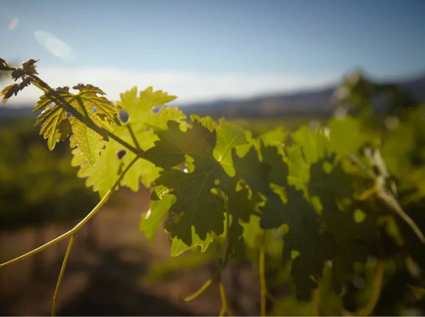 Leaves in Rodney Strong Vineyard