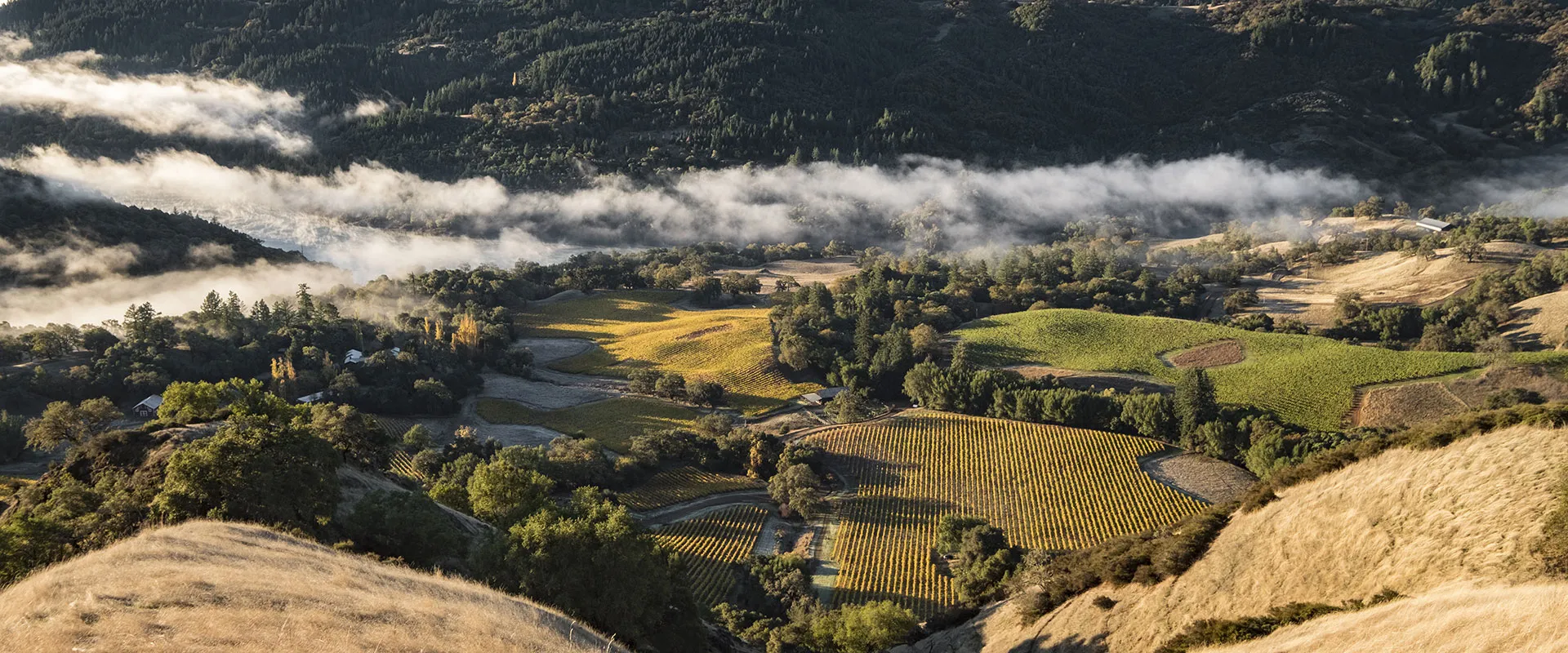 Rolling vineyards surrounded by dark green hills, dry brown grass and rolling fog