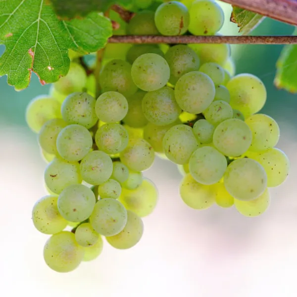 Rodney Strong Grapes Sauvignon Blan