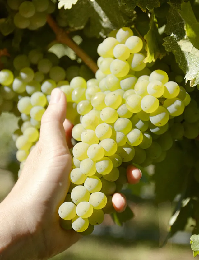 Hand holding sauvignon blanc grapes