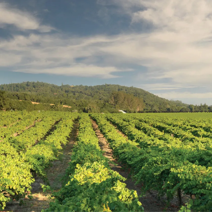 Aerial Vineyard