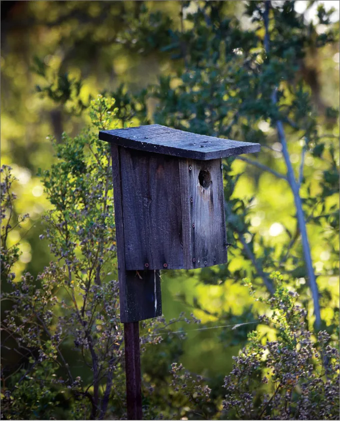 Bird Box at Rodney Strong