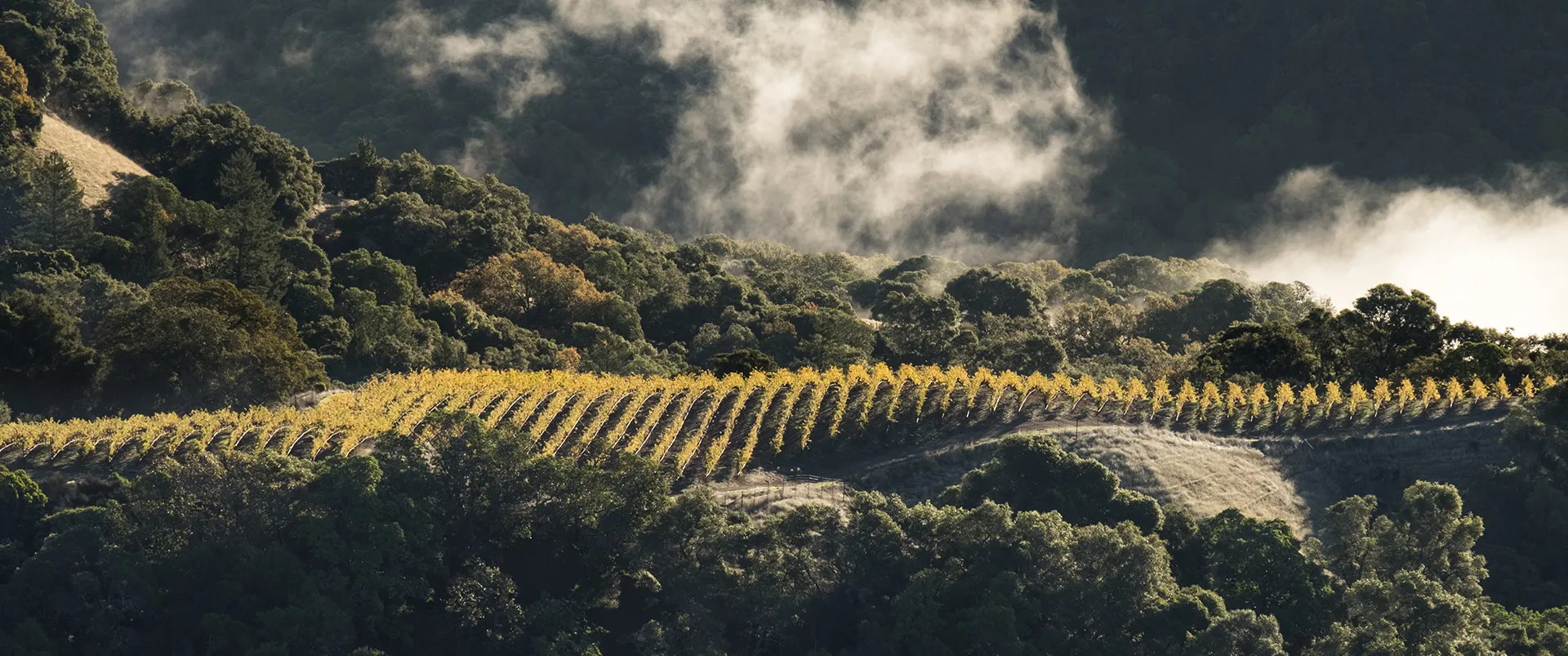 Cooley Ranch vineyard