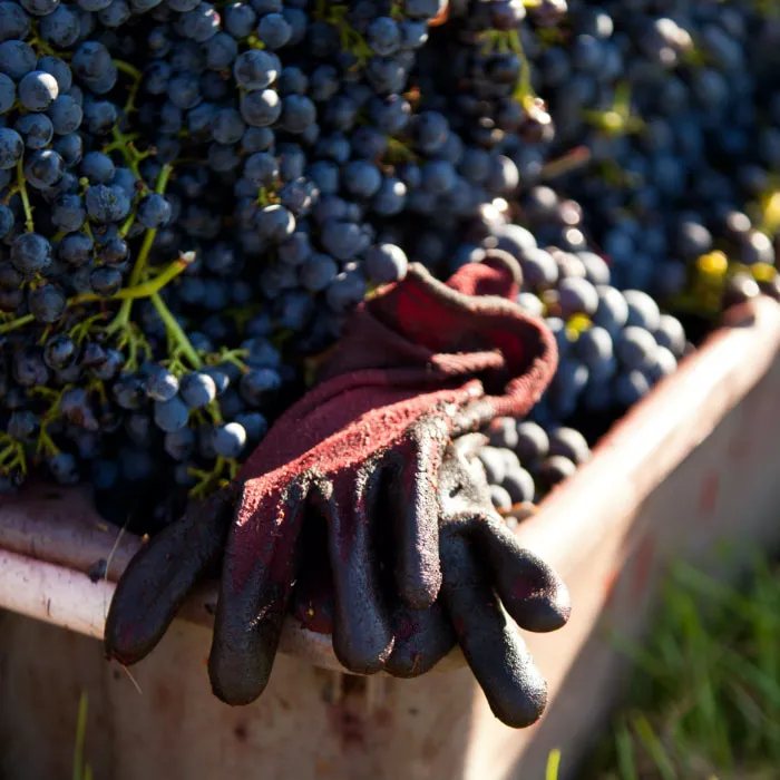 Gloves sitting on the edge of a bin with grapes