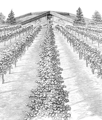 Old vineyard drawing