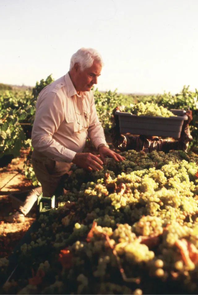 Working in the vineyard harvesting grapes