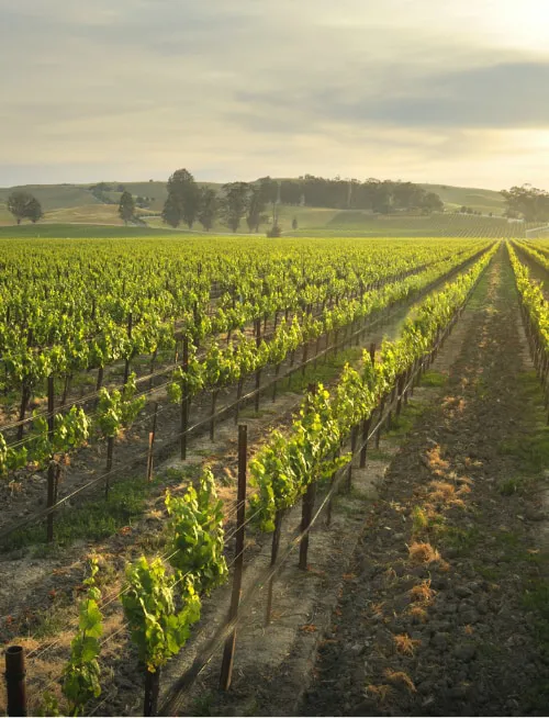 Vineyard Aerial at sunset