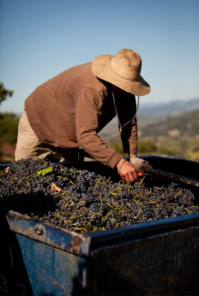 Harvesting Grapes at Rodney Strong