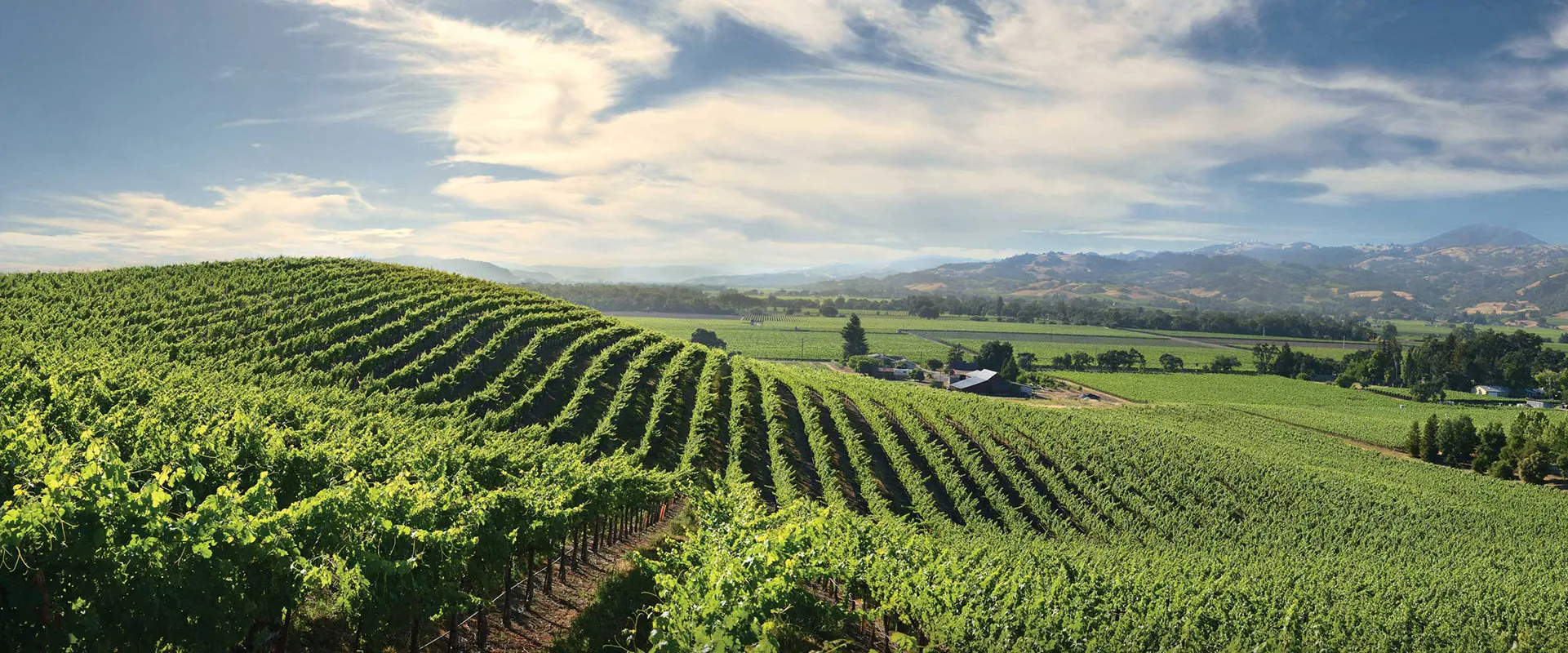 Symmetry VIneyard Aerial