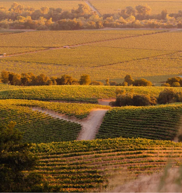 Rodney Strong Vineyard Aerial