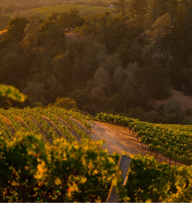 Rodney Strong Vineyard Aerial