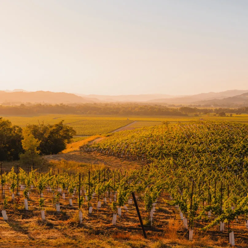 Vineyard at Sunset