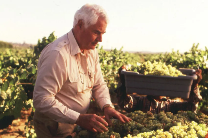 Working in the vineyard harvesting grapes